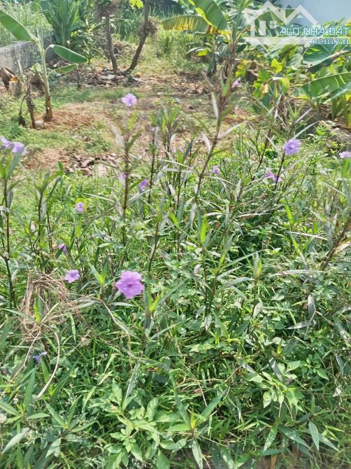 Bán 125m2 Đông Yên, Quốc Oai _ giáp Tỉnh lộ 421b, chỉ 3 tỷ 125 triệu - 2