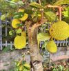 Nhà Vườn - Mặt Tiền nhựa Long Phước 20* 50 - 4 tỷ - TP Bà Rịa-phủ hồng toàn bộ