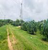 Cần Bán 1825m2 Đất Vườn Thanh Long Gần Biển Gía tốt chỉ 1,8 tỷ