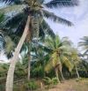 Bán vườn dừa 3740m2 Phú Long Bình Đại Bến Tre