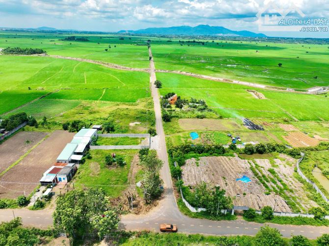 BẤN ĐẤT THỊ TRẤN ĐẤT ĐỎ BÀ RỊA VŨNG TÀU DT 500M - 1