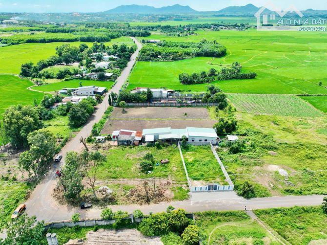 BẤN ĐẤT THỊ TRẤN ĐẤT ĐỎ BÀ RỊA VŨNG TÀU DT 500M - 3