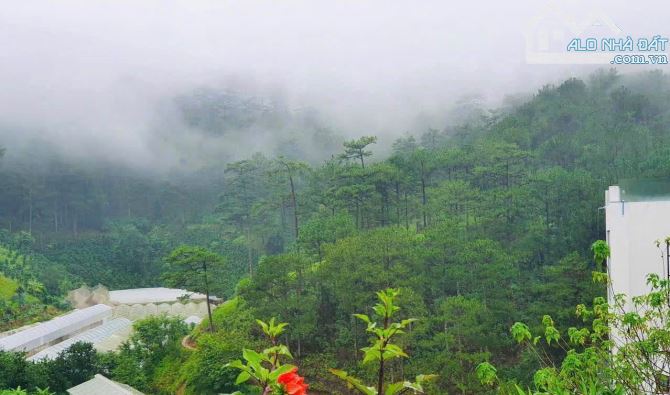 BÁN ĐẤT XÂY BIỆT THỰ VIEW RỪNG THÔNG ĐƯỜNG HOÀNG HOA THÁM