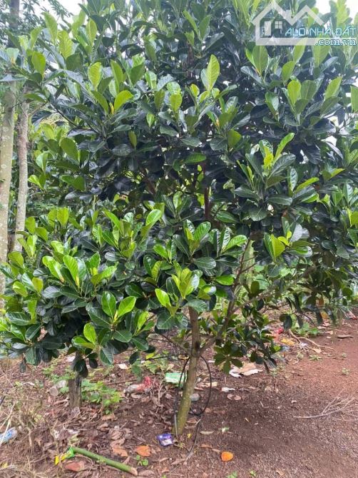 BÁN 1000M2 Ở XUAN TÂY CẨM MỸ ĐỒNG NAI, GÀN DÂN, SÁT NHỰA, GIÁ 550TR - 1