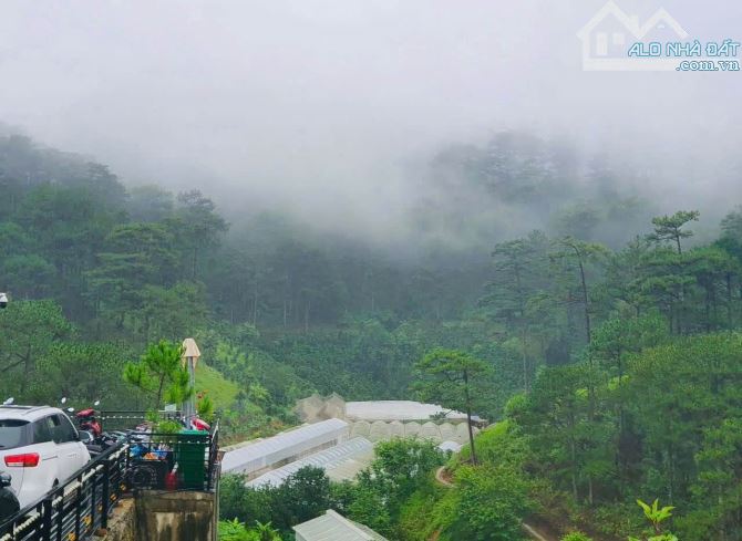 BÁN ĐẤT XÂY BIỆT THỰ VIEW RỪNG THÔNG ĐƯỜNG HOÀNG HOA THÁM - 1