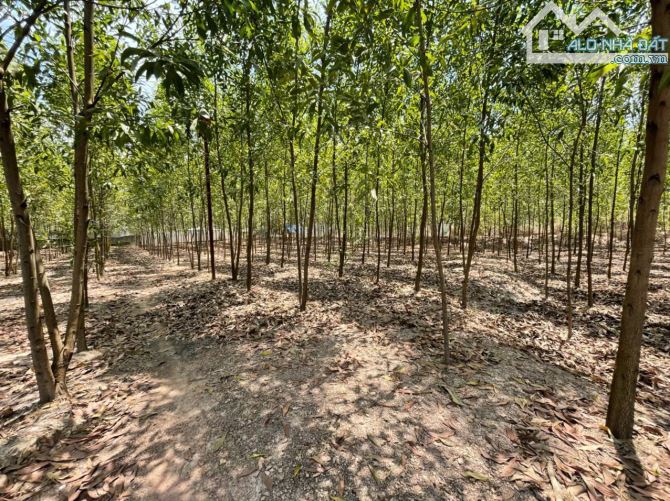Bán lô đất gần 14000m2 tại Bình Minh, Trảng Bom, Đồng Nai, giá chỉ 10 tỷ 400. - 1