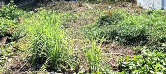 Bán Đất Hẻm 2 Ô Tô Thông-Gần Kha Vạn Cân Phạm Văn Đồng-221m2(6.5mx34m)-Nhỉnh 13 Tỷ (TL) - 1