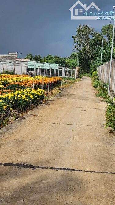 Bán Đất 2000m Đất gần khu công nghiệp Đất Đỏ Ngang 30x60 nở hậu 35  Có sẵn 100tc - 2