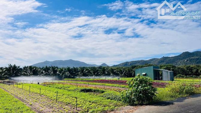 LÔ GÓC THỊ TRẤN PHƯỚC HẢI - VIEW NÚI SIÊU ĐẸP - GẦN BIỂN PHƯỚC HẢI 🌈🌈🌈 LÔ GÓC 1439M2 - - 2