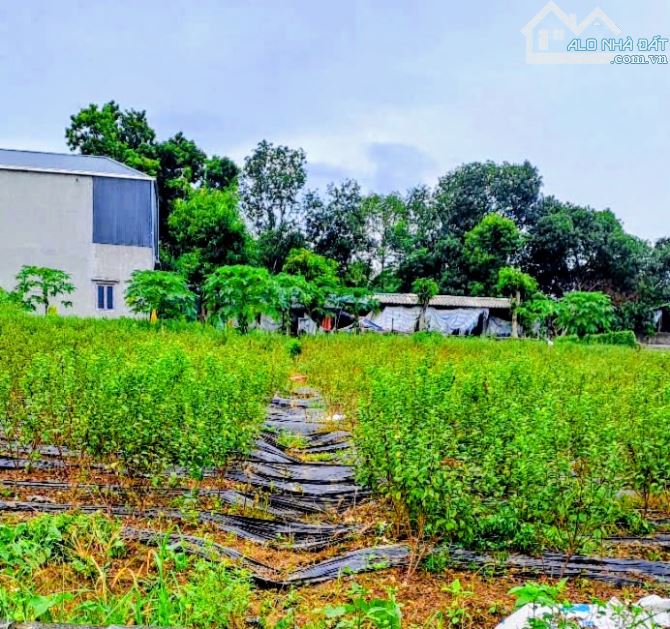 Hơn 4tr/m2 đất đẹp Tản Lĩnh, gần Vân Hòa, Hồ Suối Hai, 1802m, 450m tc, gần TL, vuông, oto. - 2