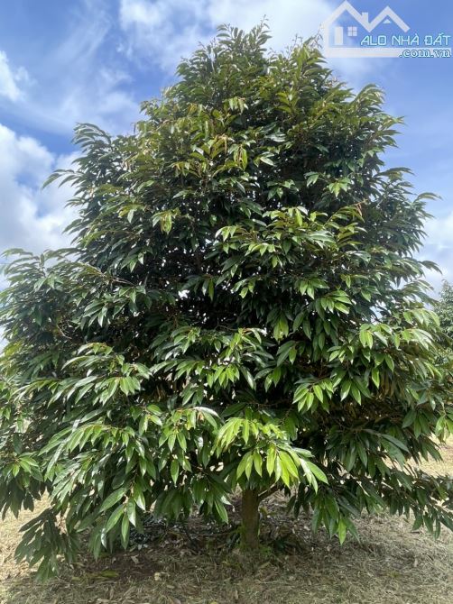 VƯỜN SẦU RIÊNG & CAU ĐANG THU HOẠCH TẠI QUẢNG HIỆP CƯ MGAR ĐĂK - 2