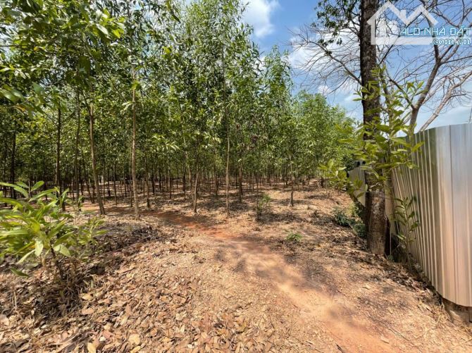 Bán lô đất gần 14000m2 tại Bình Minh, Trảng Bom, Đồng Nai, giá chỉ 10 tỷ 400. - 2
