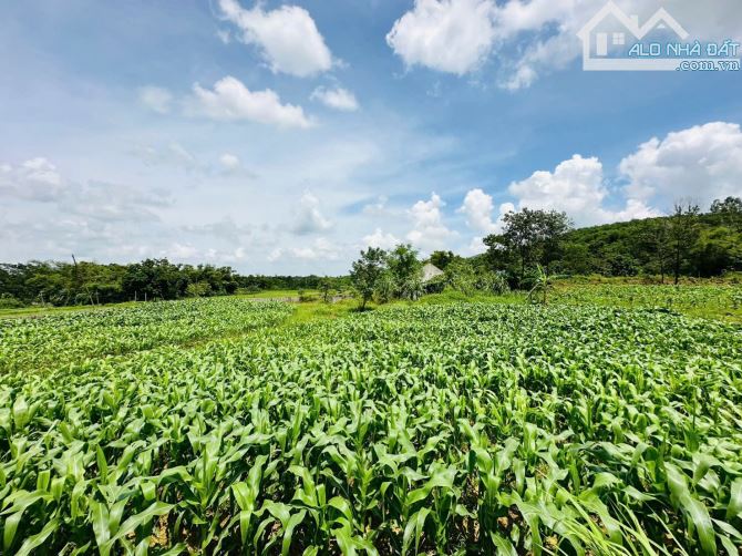 SIÊU PHẨM LÔ GÓC - 1600m2 - VIEW CÁNH ĐỒNG, NÚI ĐÁ - GIÁ ĐẦU TƯ - 3