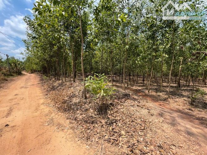 Bán lô đất gần 14000m2 tại Bình Minh, Trảng Bom, Đồng Nai, giá chỉ 10 tỷ 400. - 4