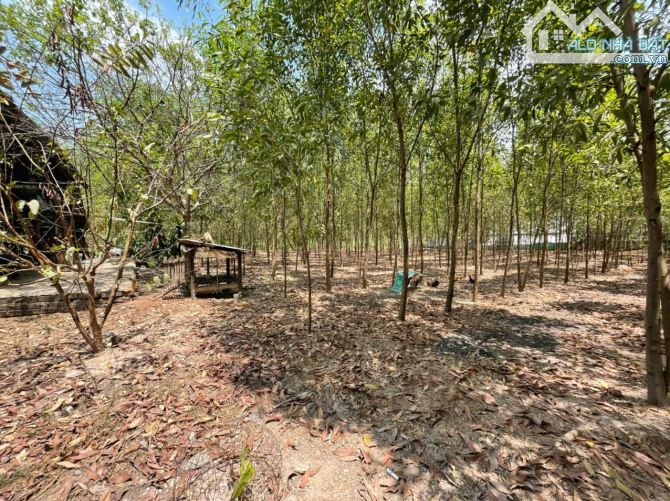 Bán lô đất gần 14000m2 tại Bình Minh, Trảng Bom, Đồng Nai, giá chỉ 10 tỷ 400. - 5
