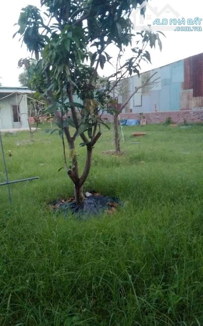 Lô đất Vũng Tàu rộng 548m2, Cách vòng xoay QL51 và Đường ven biển chỉ 500m. - 5