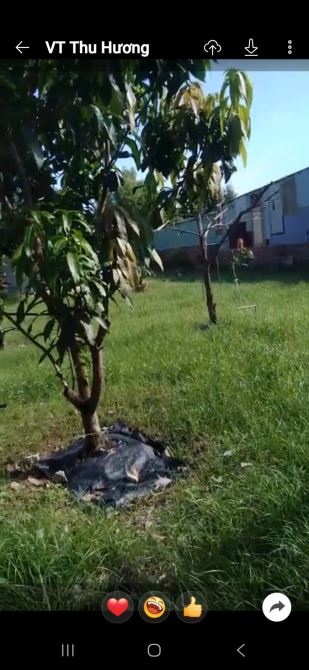 Lô đất Vũng Tàu rộng 548m2, Cách vòng xoay QL51 và Đường ven biển chỉ 500m. - 6