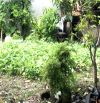 Đất Hẻm Ô Tô-Gần Đại Học Kinh Tế Luật-Linh Xuân-Ngang 10m-153m2(10mx15m)- Nhỉnh 7 Tỷ(TL)