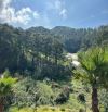 ĐẤT ĐƯỜNG NHƯẠ VIEW THÔNG XANH VĨNH VIỄN TRUNG TÂM
