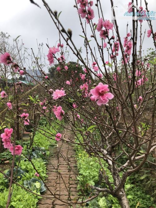 Chính chủ bán nhà vườn kiên cố, rất đẹp 60m2 trên 400m2, điện nước, điều hòa, phố Âu Cơ