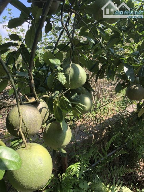 Chính chủ bán nhà vườn kiên cố, rất đẹp 60m2 trên 400m2, điện nước, điều hòa, phố Âu Cơ