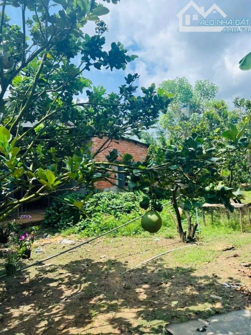 ÁC EM MUỐN SANG LẠI MIẾNG VƯỜN Ở PHÚ GIÁO BÌNH DƯƠNG Cách Đường DH 507 chỉ 500m
