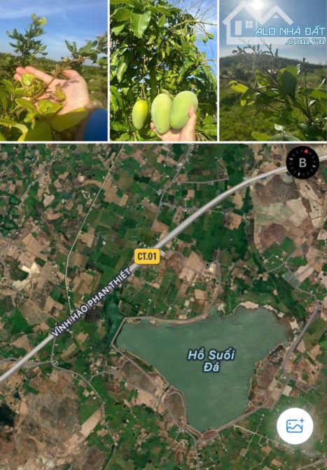 Bán 5.56ha đất vườn xã Hàm Trí, Hàm Thuận Bắc cạnh hồ Suối Đá