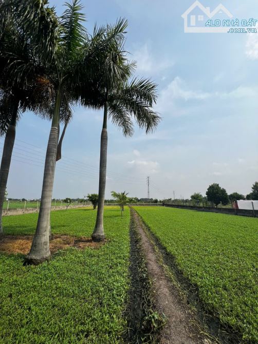 Hai lô liền kề 1000m2 có 300m2 thổ chỉ 6 tỷ/lô còn TL