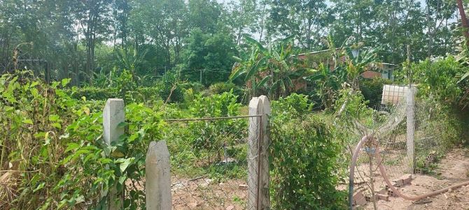 Chú Minh Bán Ngộp Nhà cấp 4, Vườn Cây Trái rộng 2540m2, Giá 650 triệu, sổ sẳn - 1