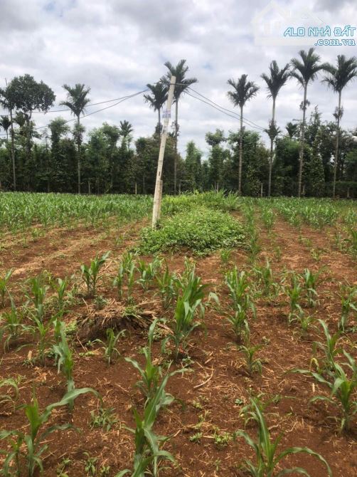 LÔ ĐẤT MẶT TIỀN D5 - KM12 - EA TU QUỐC LỘ 26 - CHỈ 750tr - 1