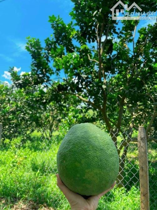 ÁC EM MUỐN SANG LẠI MIẾNG VƯỜN Ở PHÚ GIÁO BÌNH DƯƠNG Cách Đường DH 507 chỉ 500m - 1
