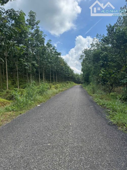 1.5 ha Đồng Tâm có 44m đường nhựa giá 2.3 tỉ - 1