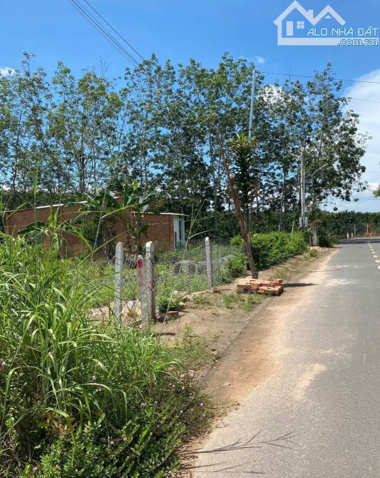 Chú Minh Bán Ngộp Nhà cấp 4, Vườn Cây Trái rộng 2540m2, Giá 650 triệu, sổ sẳn - 2