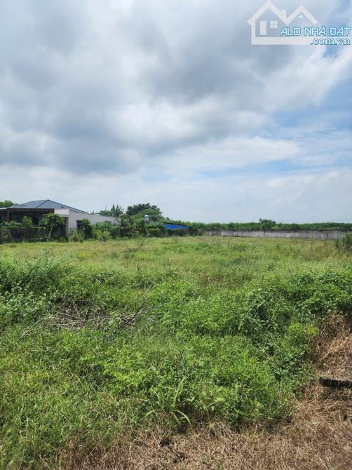 Bán lô đất sào sẵn 1295m2 đất ở xã Phước Hải (Lộc An cũ), tp HCM - 2