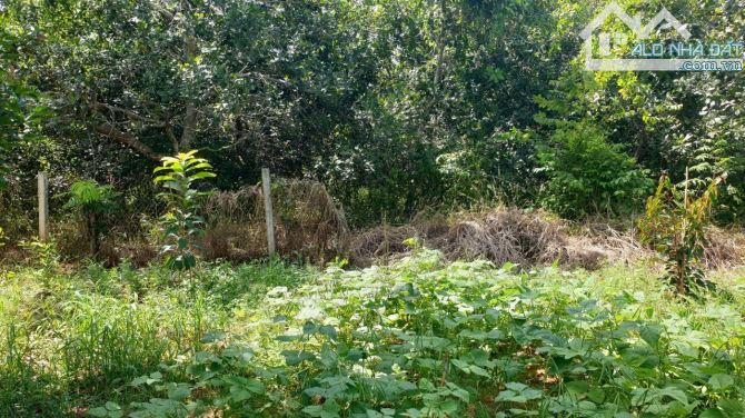 Bán lô đất mặt tiền đường nhựa phường Tân Thành (p Hắc Dịch cũ), tp Hồ Chí Minh - 2
