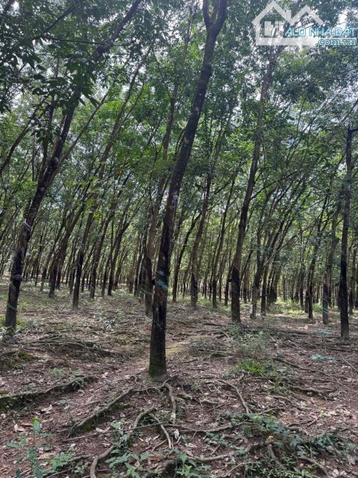 1.5 ha Đồng Tâm có 44m đường nhựa giá 2.3 tỉ - 2