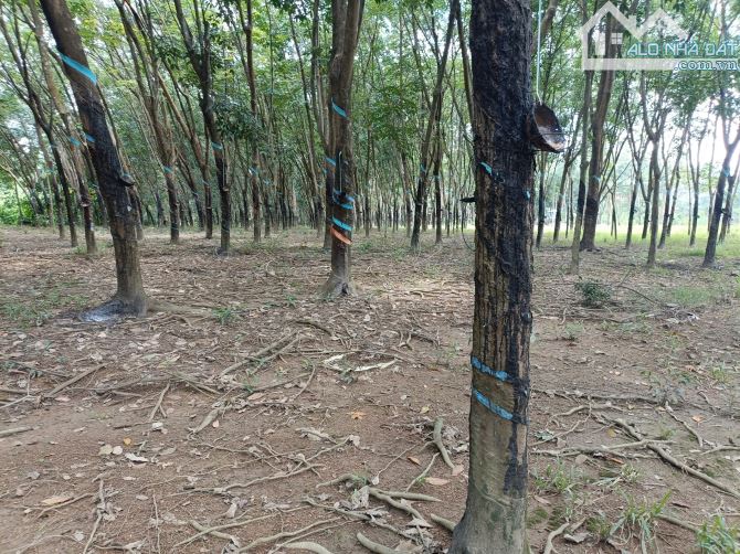 Bán lô đất 2.7ha có 200m mặt tiền phân lô hay làm gì cũng được - 3