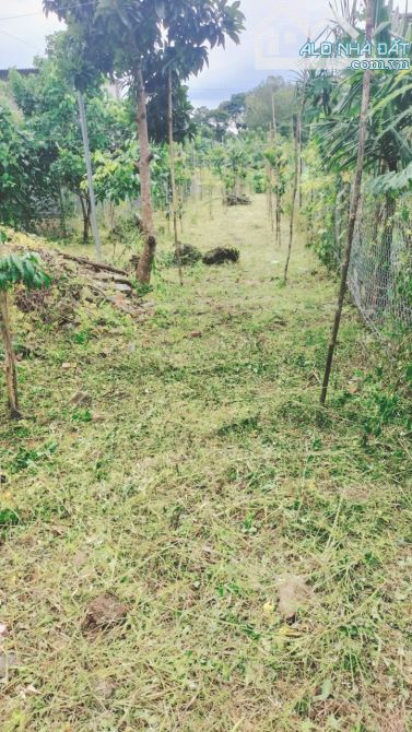 🏡 ĐẤT VƯỜN – PHƯỜNG BẢO VINH, LONG KHÁNH 🏡 - 2