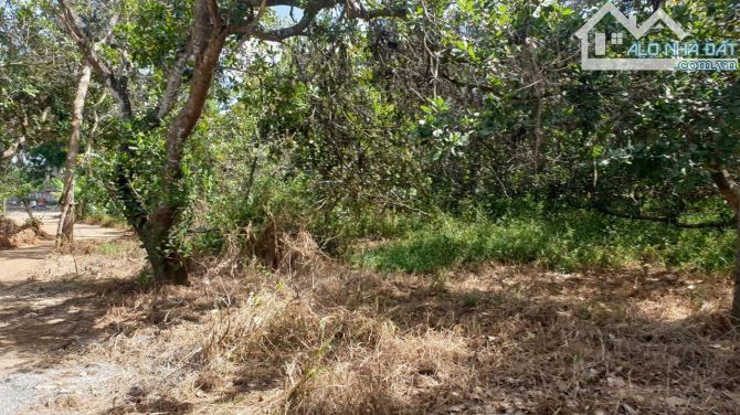 Bán lô đất mặt tiền đường nhựa phường Tân Thành (p Hắc Dịch cũ), tp Hồ Chí Minh - 3