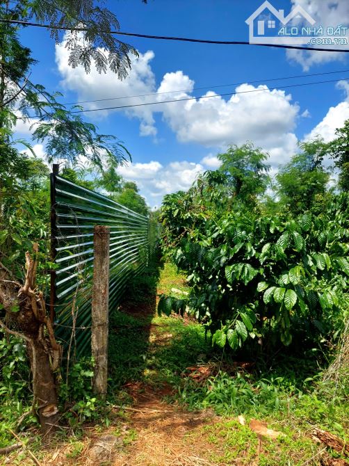 40 × 100 ( TỔNG 4150MV ) CƯ SUÊ GIÁP HÒA THUẬN - TÂN AN . CHỈ 2TY - 3