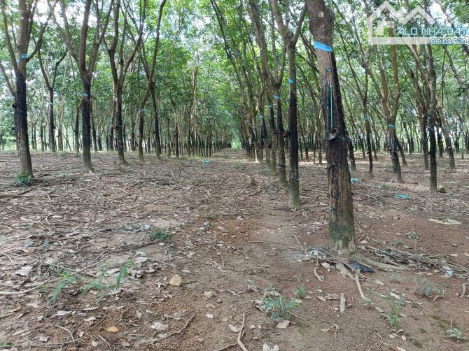 Bán lô đất 2.7ha có 200m mặt tiền phân lô hay làm gì cũng được - 4