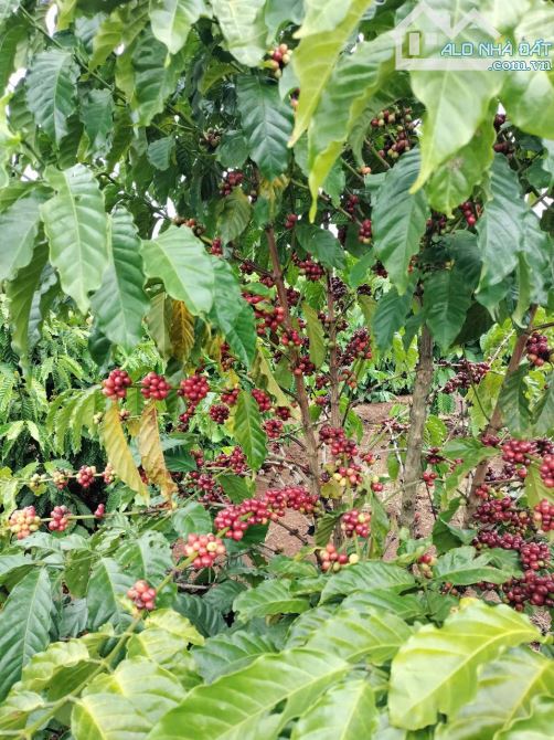 ĐẤT 2 MẶT TIỀN VIEW HỒ BA VÒI- BMT - CƠ HỘI VÀNG - 5