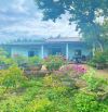 Chú Minh Bán Ngộp Nhà cấp 4, Vườn Cây Trái rộng 2540m2, Giá 650 triệu, sổ sẳn