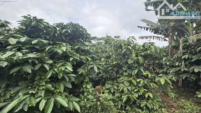 💥 3,2ha đất trống Ia Hrung gần ngã tư Hồ Chí Minh
