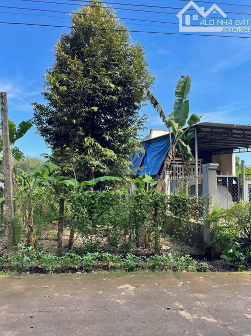 Bán Đất Thổ Cư Có Vườn Sầu Riêng, diện tích 339m2, Giá 830 triệu, Gần Chợ An Linh
