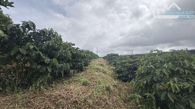 💥 3,2ha đất trống Ia Hrung gần ngã tư Hồ Chí Minh - 1