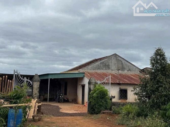 LÔ ĐẤT 2.6ha EAKIET GIÁ 175Triệu/ SÀO - ( thực tế 2,9ha) - 1