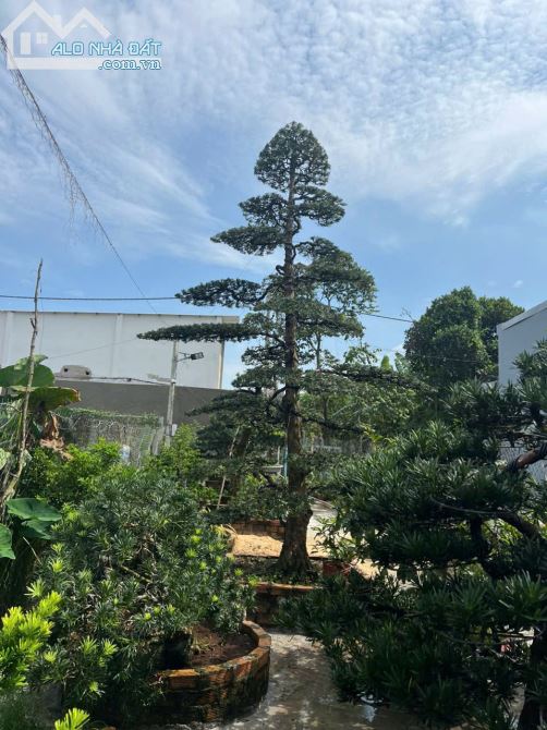 🌳 BÁN LÔ ĐẤT CÓ VƯỜN TÙNG ĐÃ THÀNH PHẨM – CỦ CHI, TP.HCM - 3