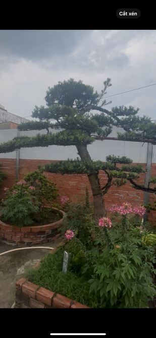 🌳 BÁN LÔ ĐẤT CÓ VƯỜN TÙNG ĐÃ THÀNH PHẨM – CỦ CHI, TP.HCM - 4