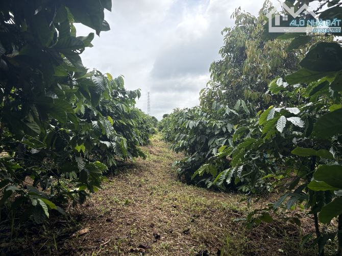 💥 3,2ha đất trống Ia Hrung gần ngã tư Hồ Chí Minh - 2